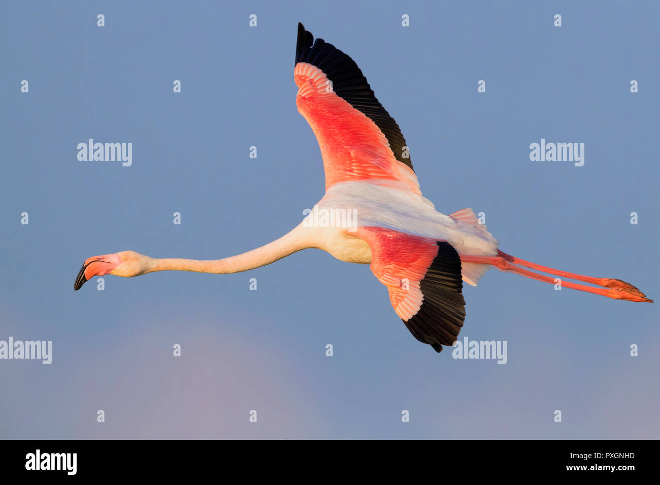 Fenicottero maggiore (Phoenicopterus roseus), adulto in volo Foto Stock