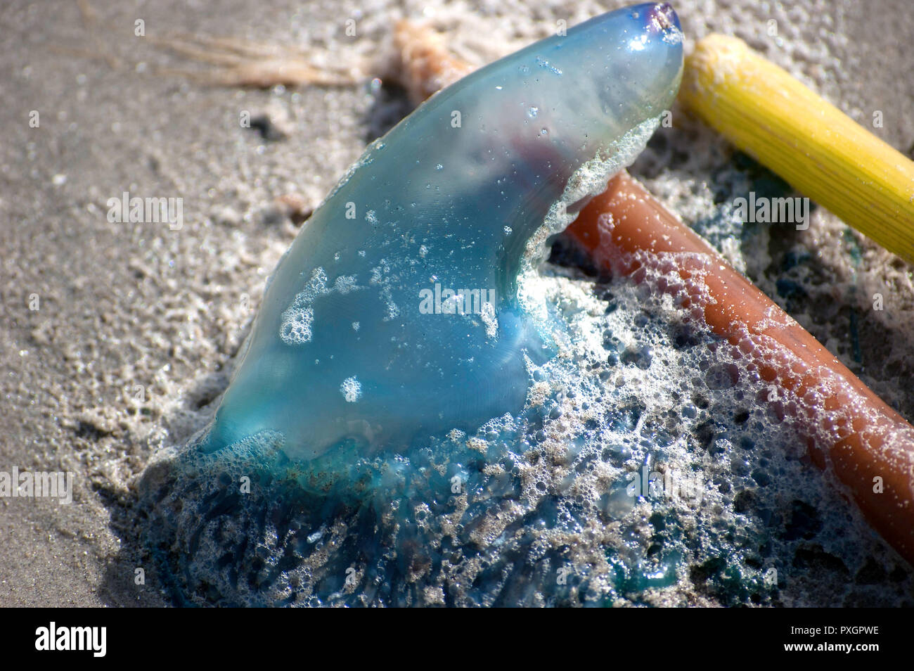 Uomo di guerra o meduse sulla spiaggia di Galveston, TX Foto Stock