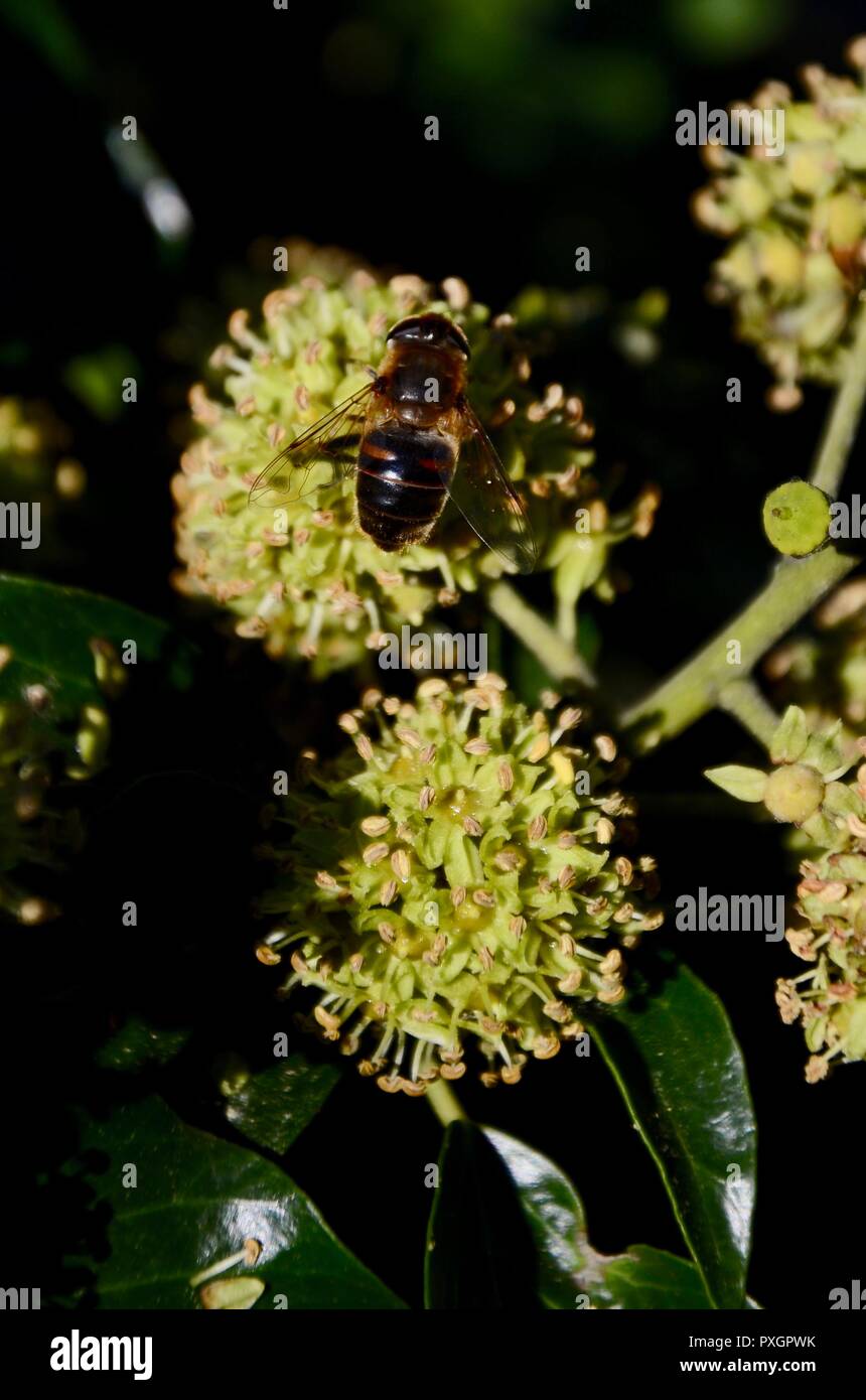 Il miele delle api per raccogliere il polline e il nettare da comune ivy fiori (Hedera helix) Norfolk, Inghilterra, Regno Unito. Foto Stock