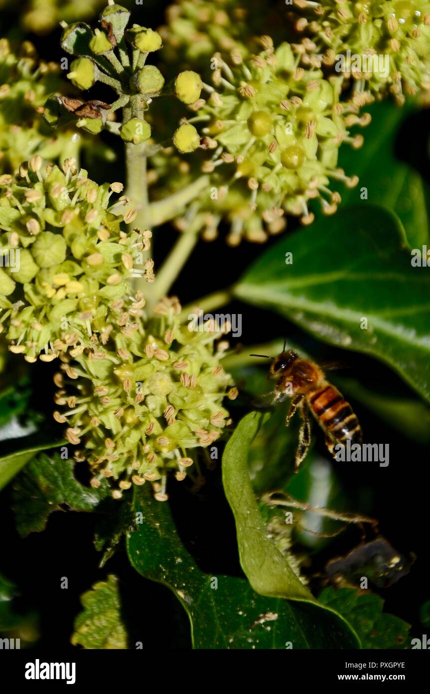 Il miele delle api per raccogliere il polline e il nettare da comune ivy fiori (Hedera helix) Norfolk, Inghilterra, Regno Unito. Foto Stock