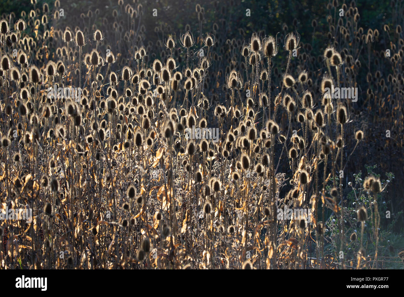 Back lit piante Teasel Dipsacus nella bassa luce del sole autunnale in Inghilterra Foto Stock