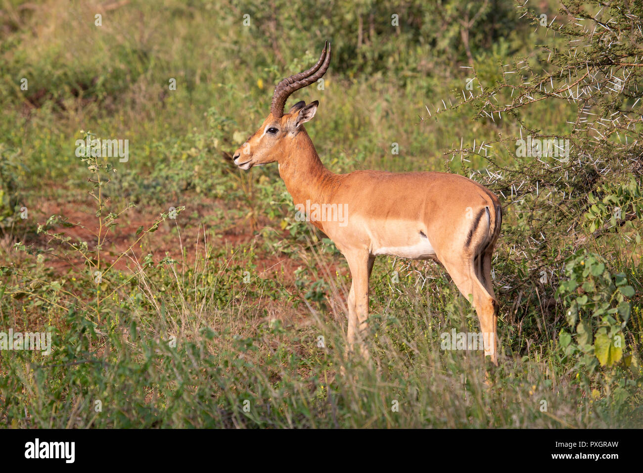 Impala Ram Aepyceros melampus nella macchia in Sud Africa Foto Stock