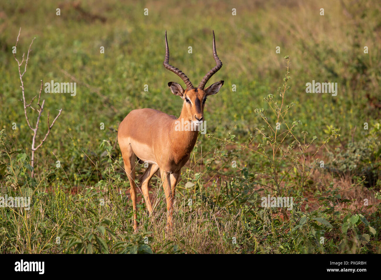 Impala Ram Aepyceros melampus nella macchia in Sud Africa Foto Stock