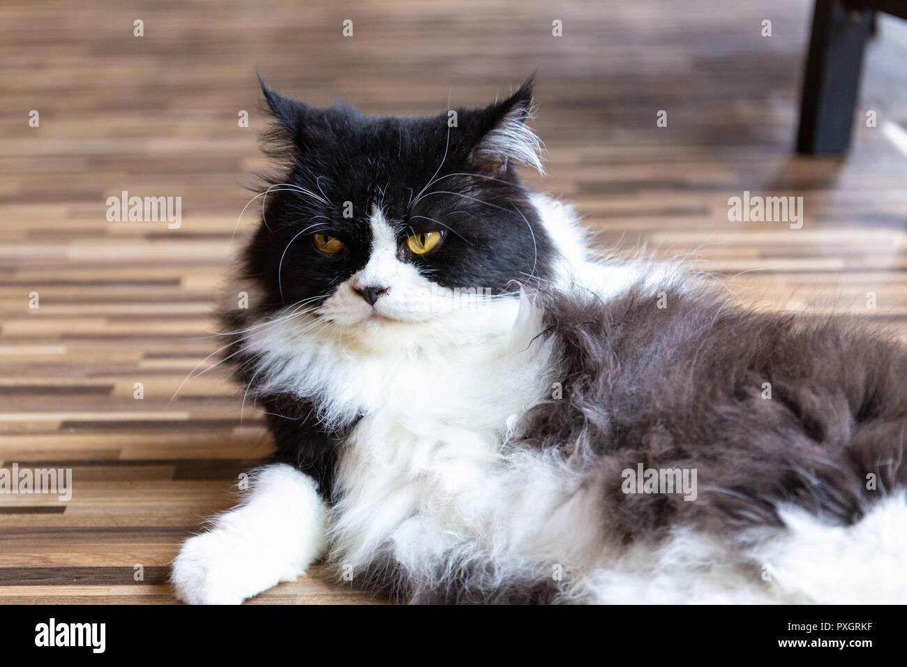 Un gatto dorme sul banco con faccia closeup, Foto Stock