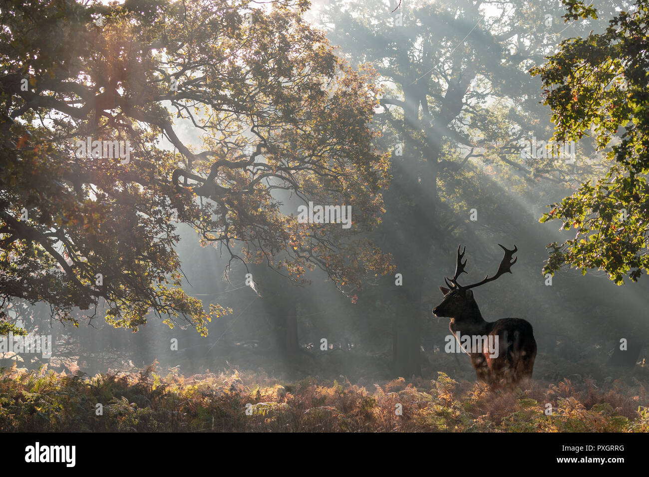 Feste di addio al celibato crogiolarsi al mattino presto raggi solari Foto Stock