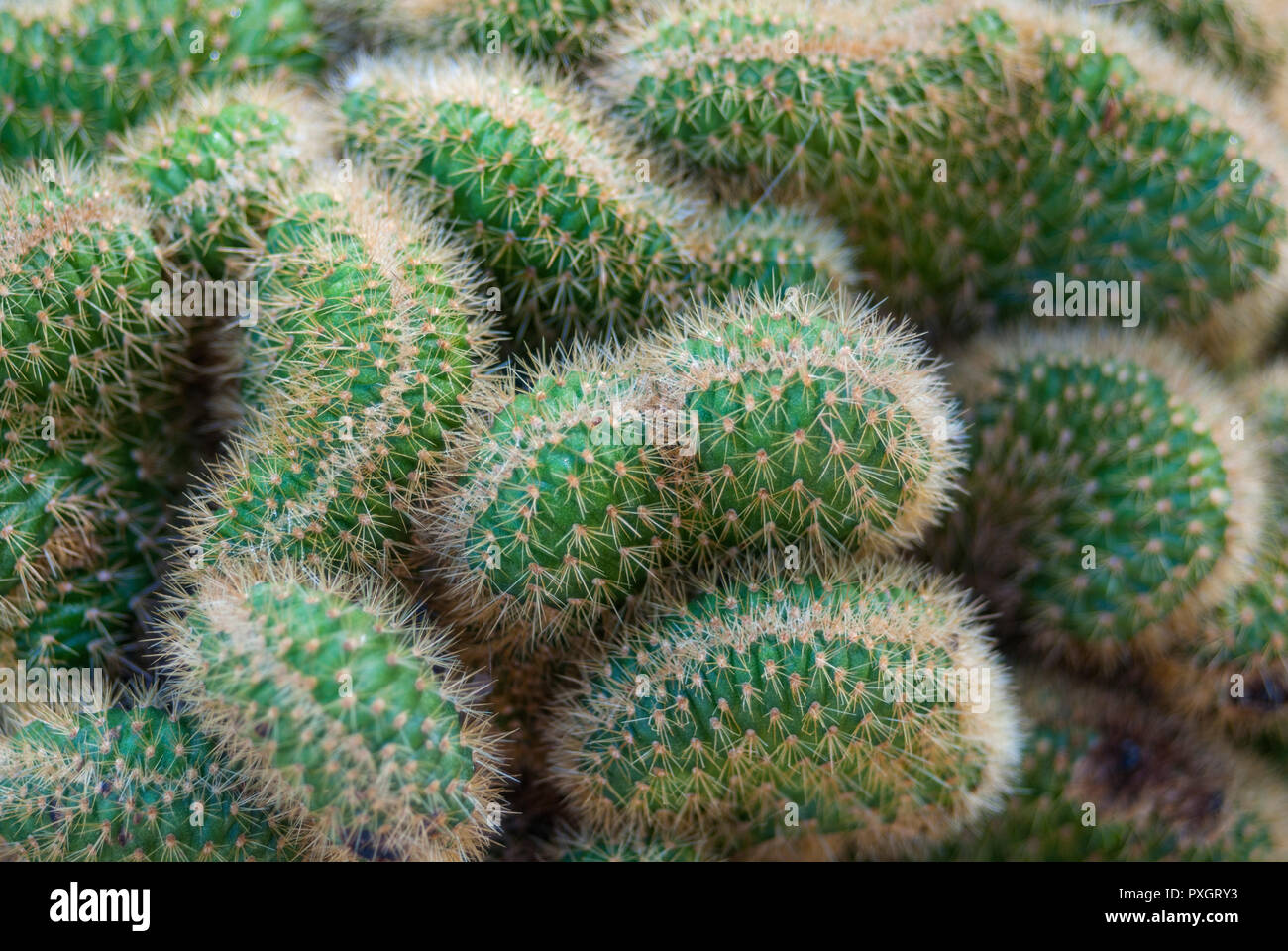 Spring Garden festival in North Florida -- Questo è il "Cactus di arachidi' o Chamacereus silvestrii F. chrestatus. Foto Stock