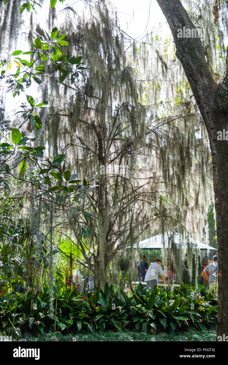 Spring Garden festival in North Florida--muschio Spagnolo laden Live Oak alberi del giardino. Foto Stock