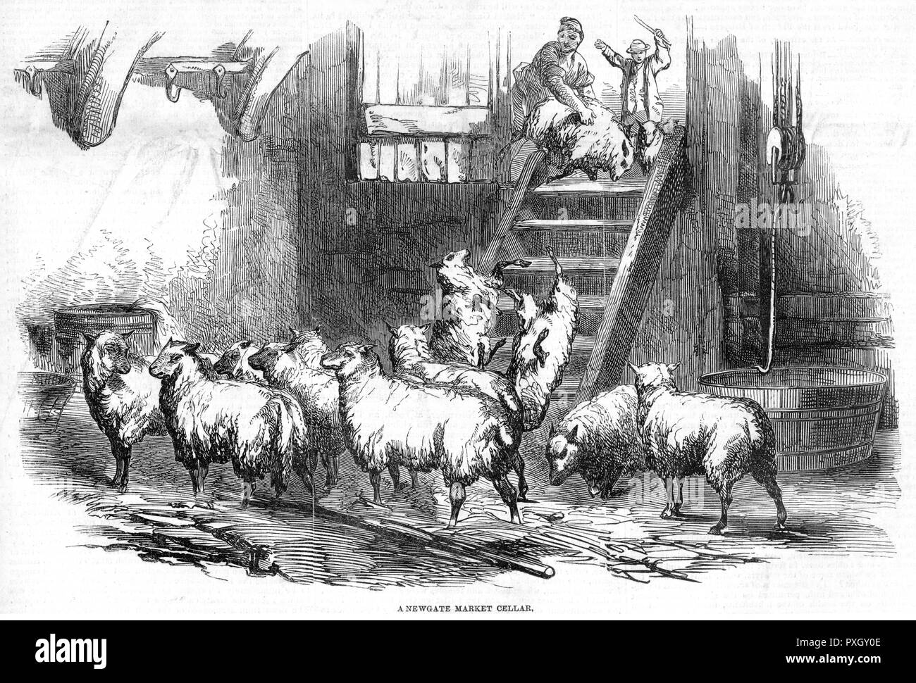 Crudeltà animale: Pecora maltrattata al mercato di Newgate, 1846 Foto Stock