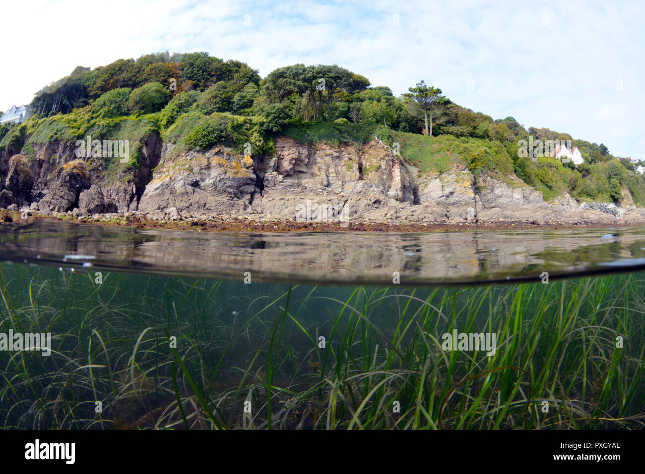 A livello diviso colpo di erba di mare in Salcombe Harbour,UK Foto Stock