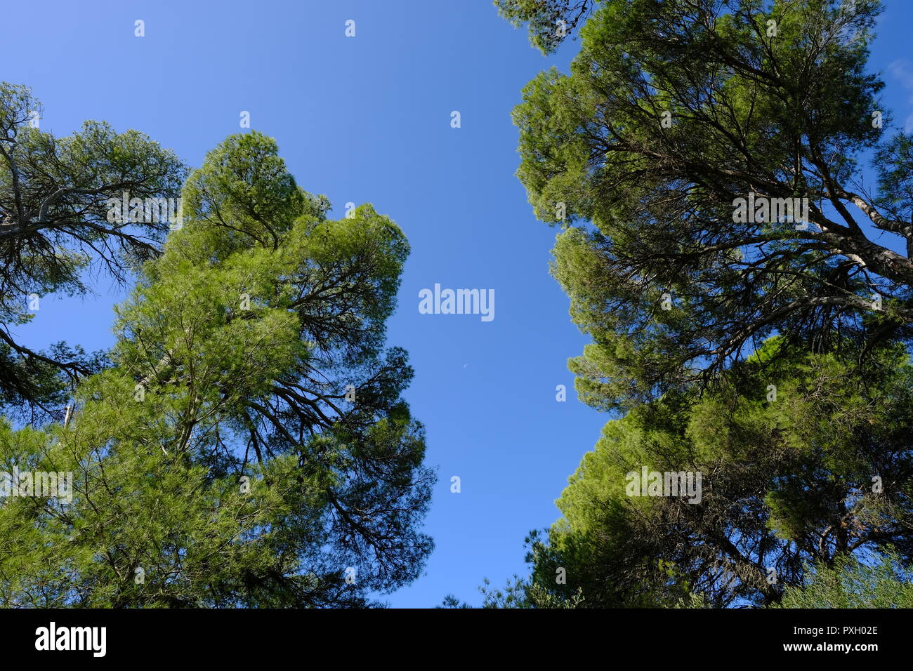 Bosco a piedi Cala Galdana Minorca spagna Foto Stock