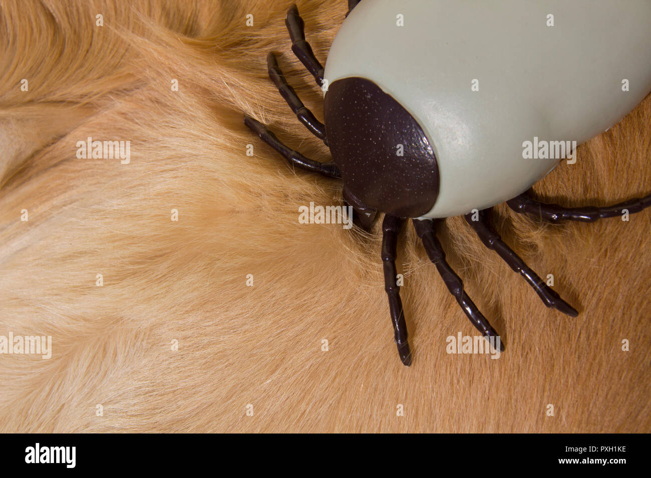 Grandi encefalite artificiale la spunta su pellicce di golden retriever cane Foto Stock