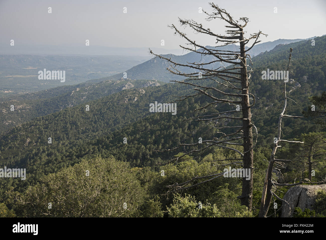 Un albero secco contro lo sfondo di verdi colline in Corsica orientale. Ein trockener Baum vor dem Hintergrund der grünen Hügel in Korsika. Suche drzewo. Foto Stock