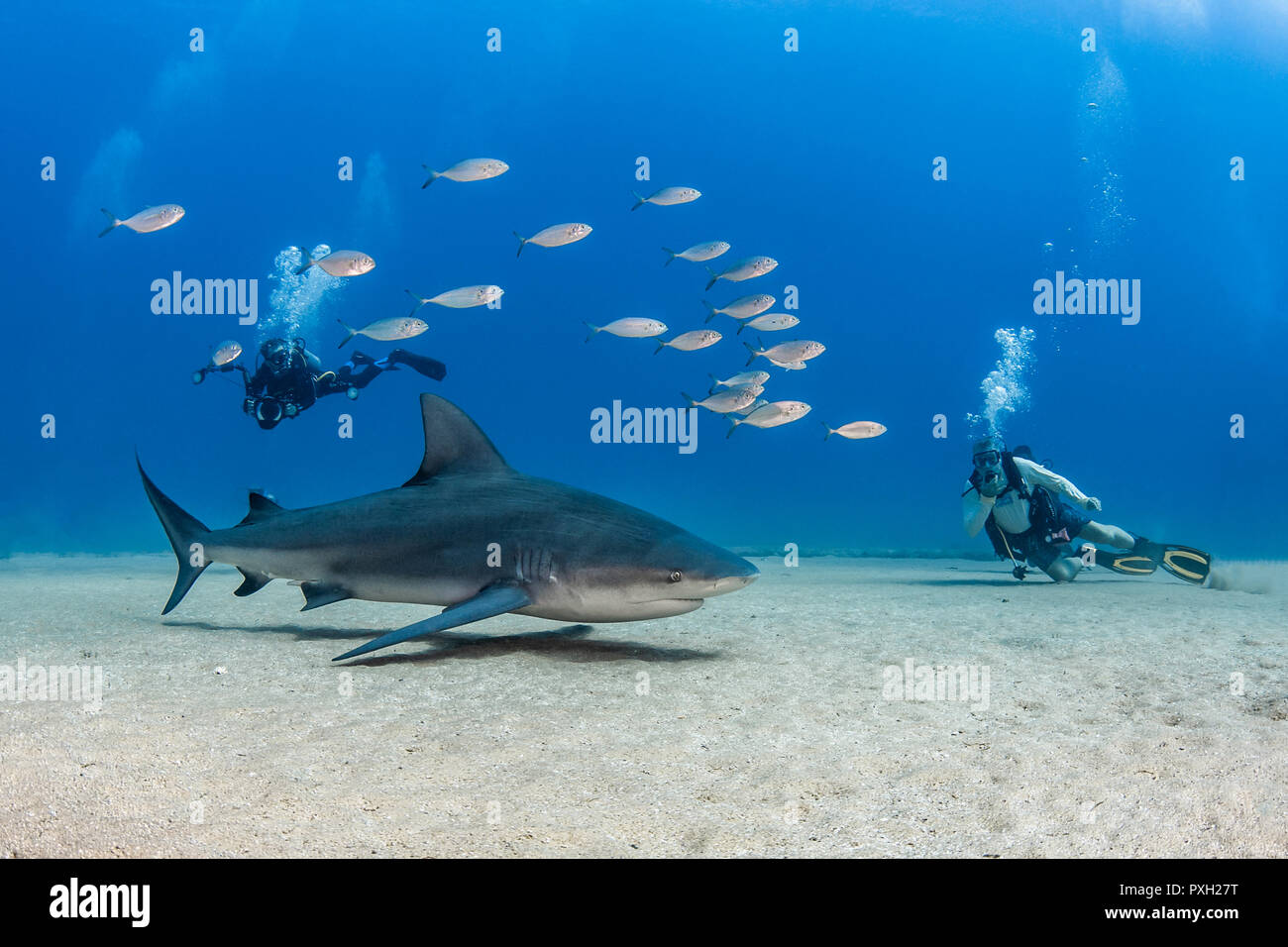 Squalo toro (Carcharhinus leucas) a Cabo Pulmo National Park, Baja California Sur, Messico Foto Stock