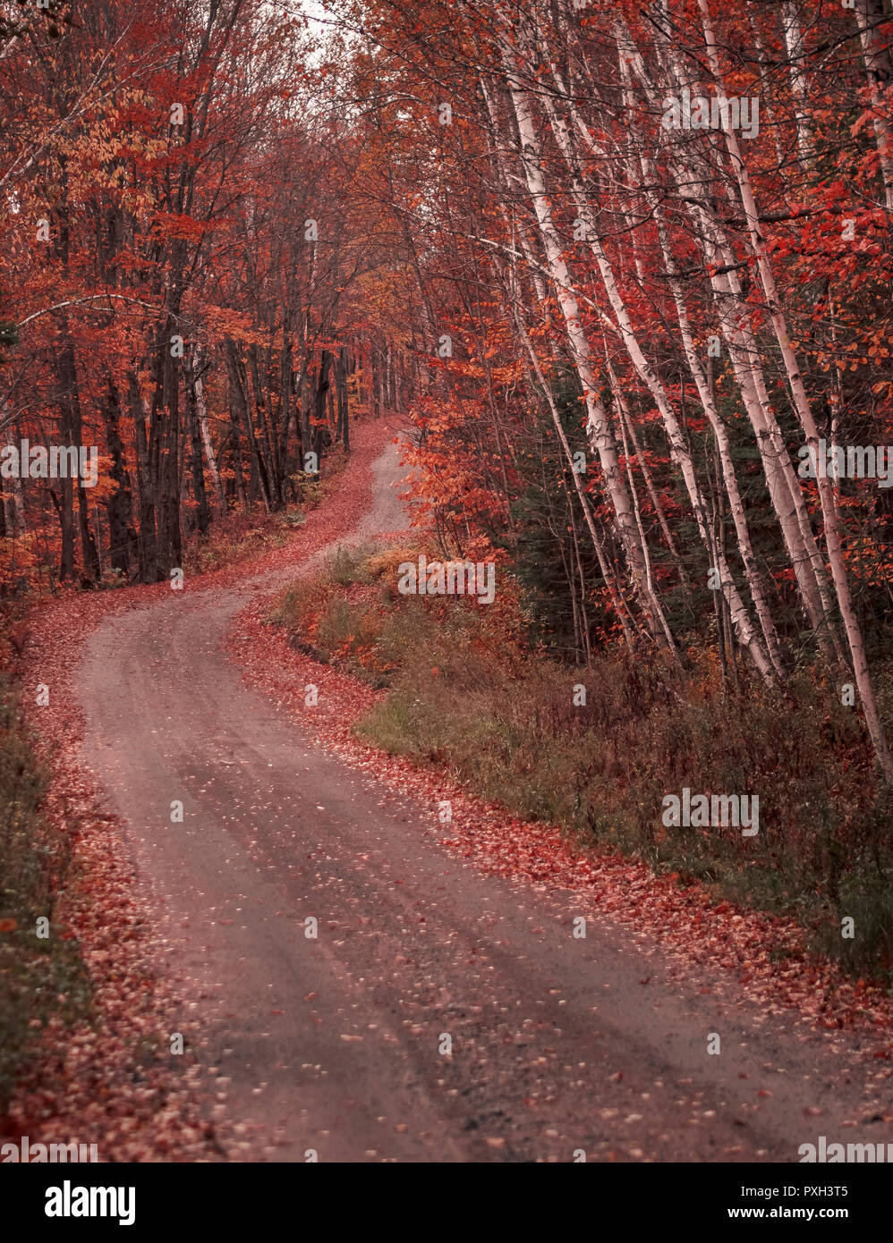 Un bel sentiero che mostra il percorso di ghiaia in Dysart et al, Ontario, Canada durante l'autunno Foto Stock