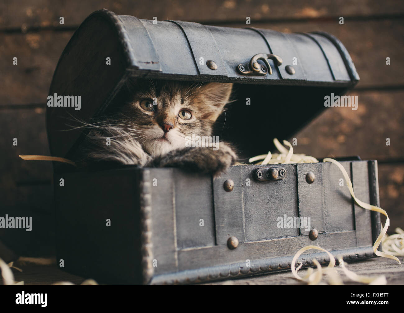 Fluffy gattino in un aperto torace vintage Foto Stock