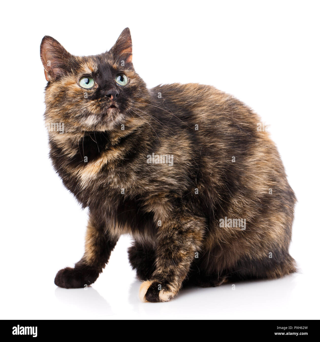 Gatto senza razza. Un semplice gatto grigio Foto Stock