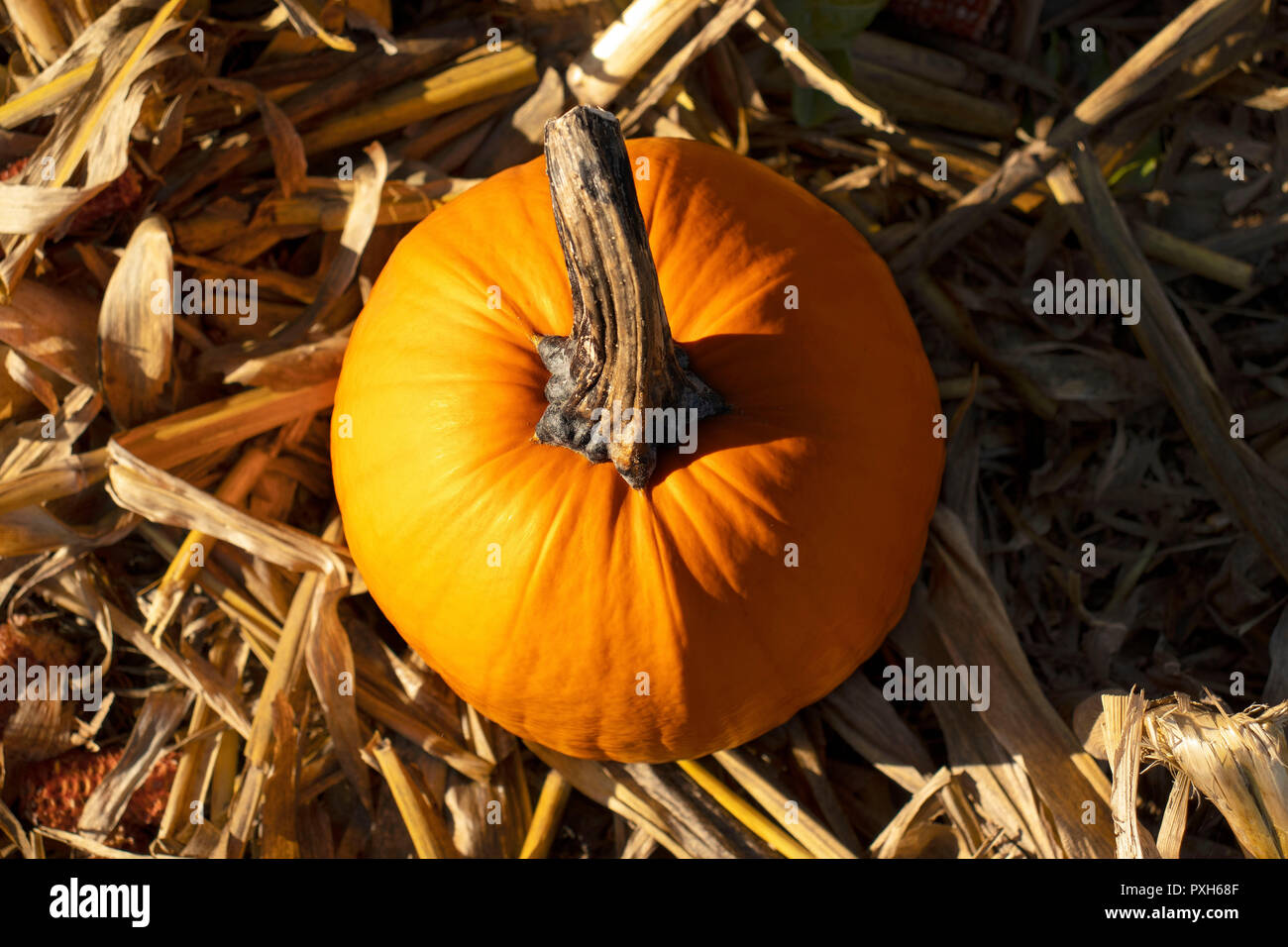 Un unico colore arancione zucca da un'Occhio di Dio vista in un campo di grano in autunno Foto Stock