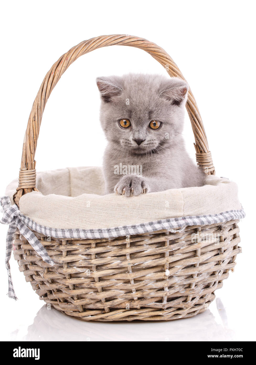 Scottish dritto gattino. Gattino in un cestello, isolata su una Pentecoste Foto Stock