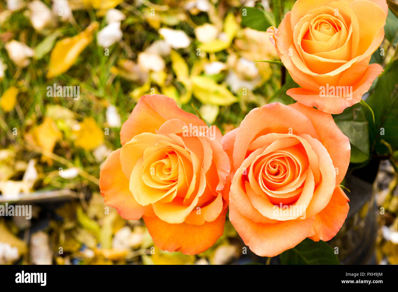 Bouquet di rose arancio fiori su sfondo di autunno foglie caduti sulla  terra. Close-up foto di fiori da giardino con profondità di campo Foto  stock - Alamy