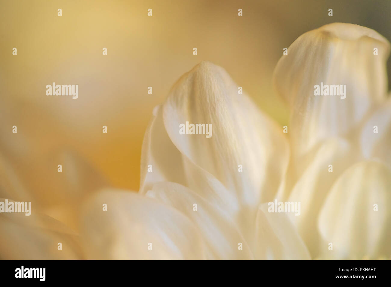 Due grandi petali e alcuni di quelli piccoli, luce delicato giallo-verde toni, lo sfondo è sfocato, sfondo Foto Stock
