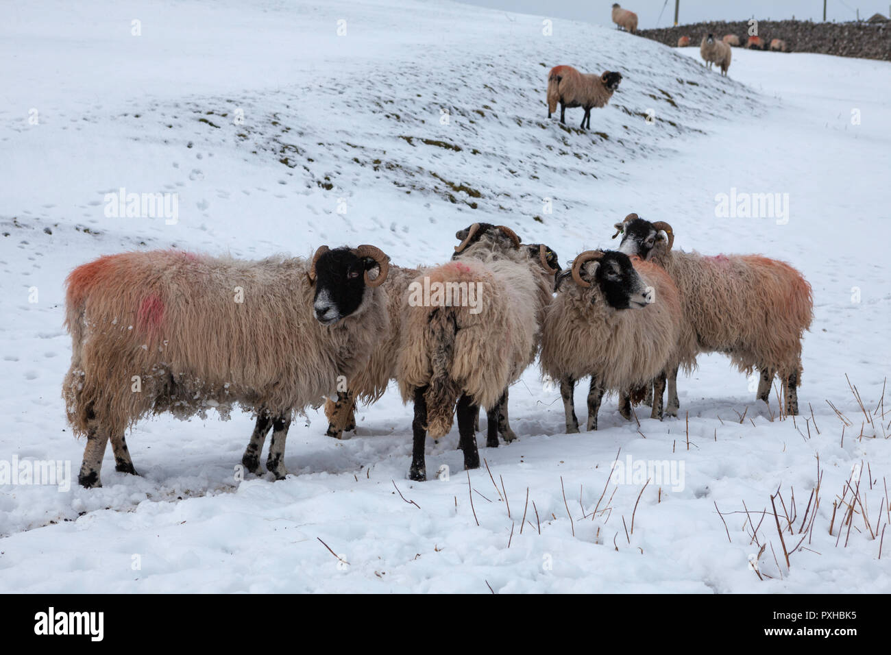 Un gruppo di Swaledale pecore in una coperta di neve campo inNorth Yorkshire Foto Stock
