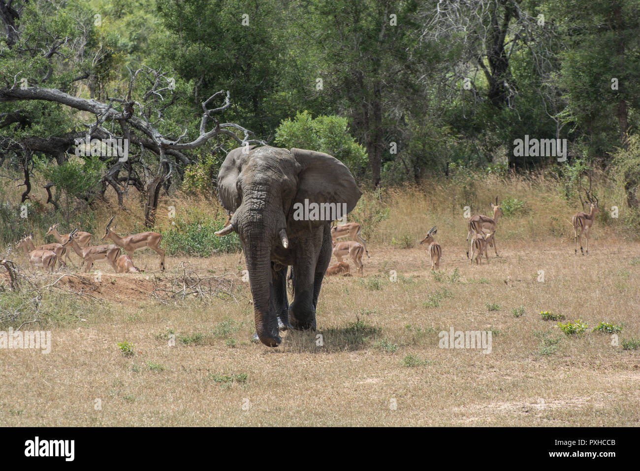 Elefante africano bull (Loxodonta africana) in esecuzione attraverso pascoli nel Sabi Sands, maggiore Kruger, Sud Africa Foto Stock