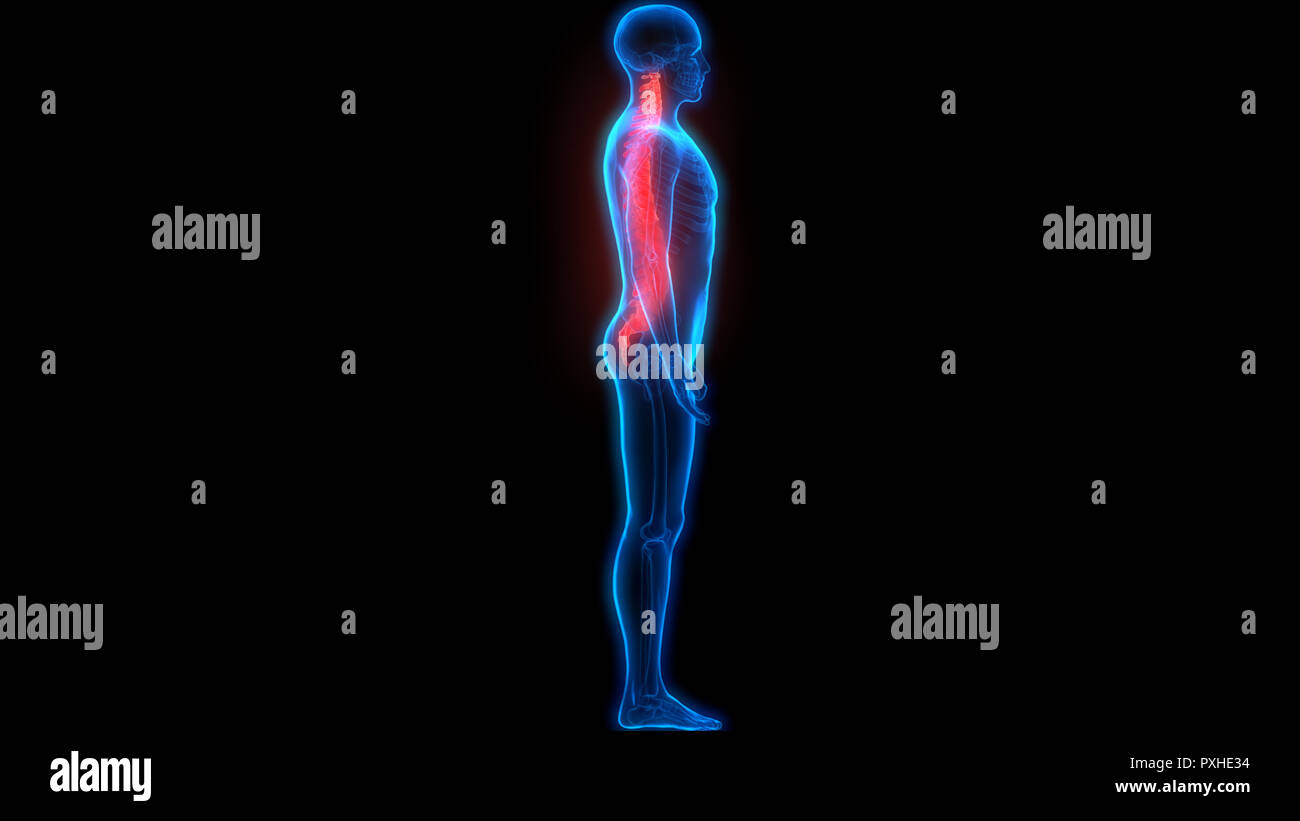 Scheletro umano del sistema colonna vertebrale anatomia Foto Stock