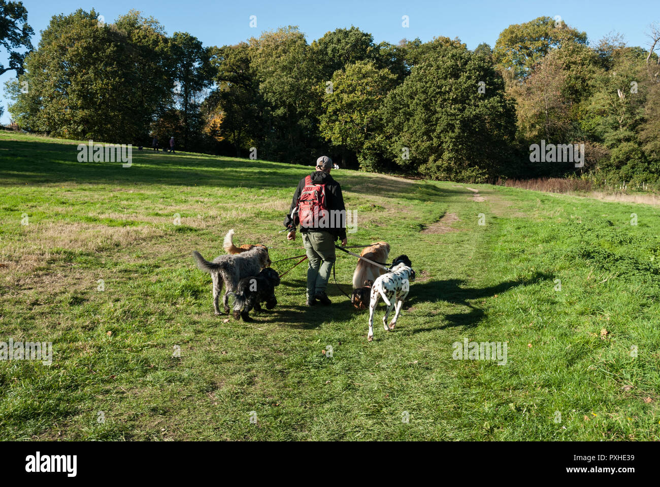 Un dog walker tenuto sei cani su una derivazione per una corsa su Hampstead Heath/ Kenwood. Giornata di sole a inizio autunno. Foto Stock