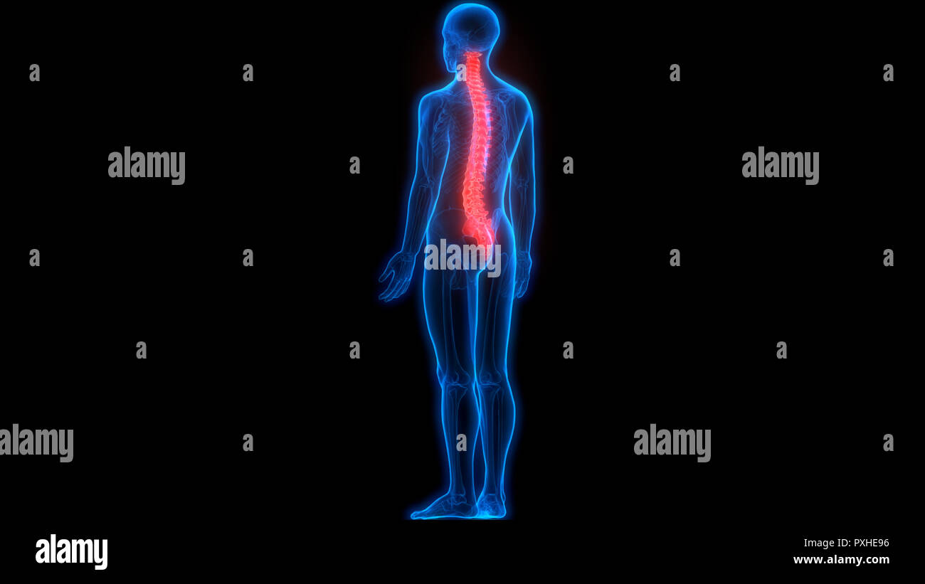 Scheletro umano del sistema colonna vertebrale anatomia Foto Stock