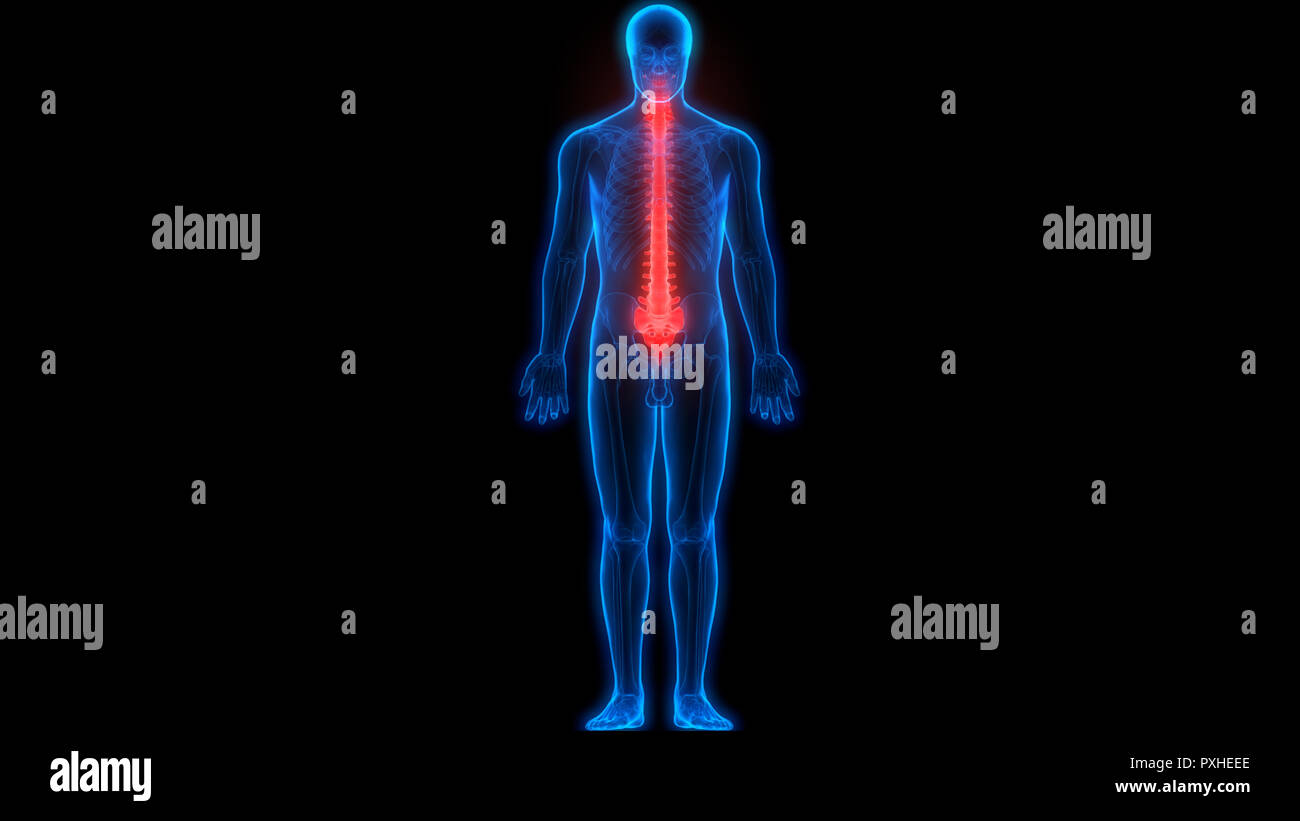 Scheletro umano del sistema colonna vertebrale anatomia Foto Stock
