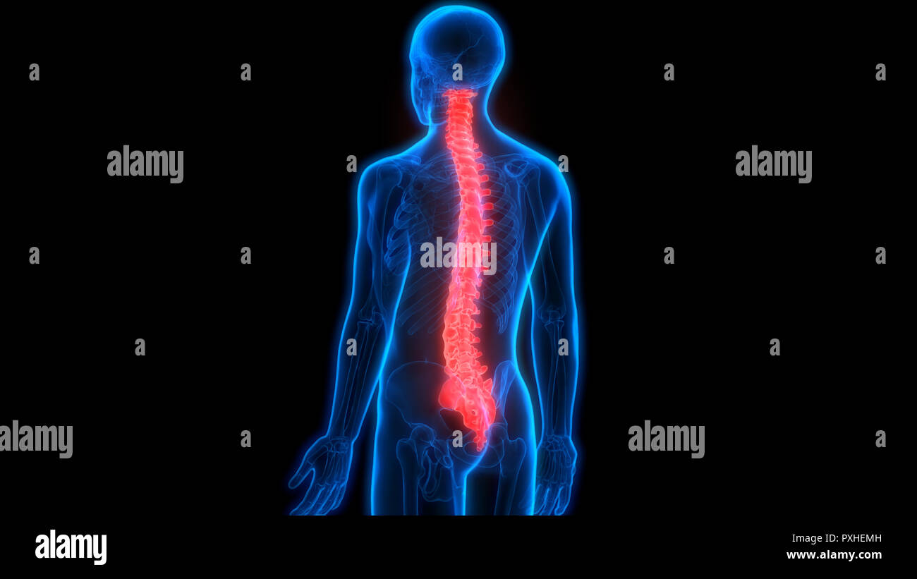 Scheletro umano del sistema colonna vertebrale anatomia Foto Stock