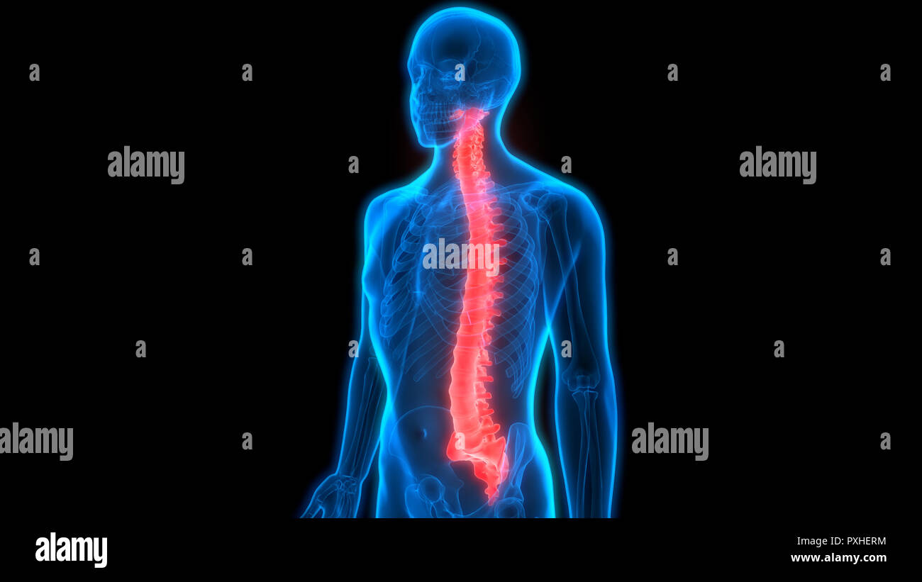 Scheletro umano del sistema colonna vertebrale anatomia Foto Stock