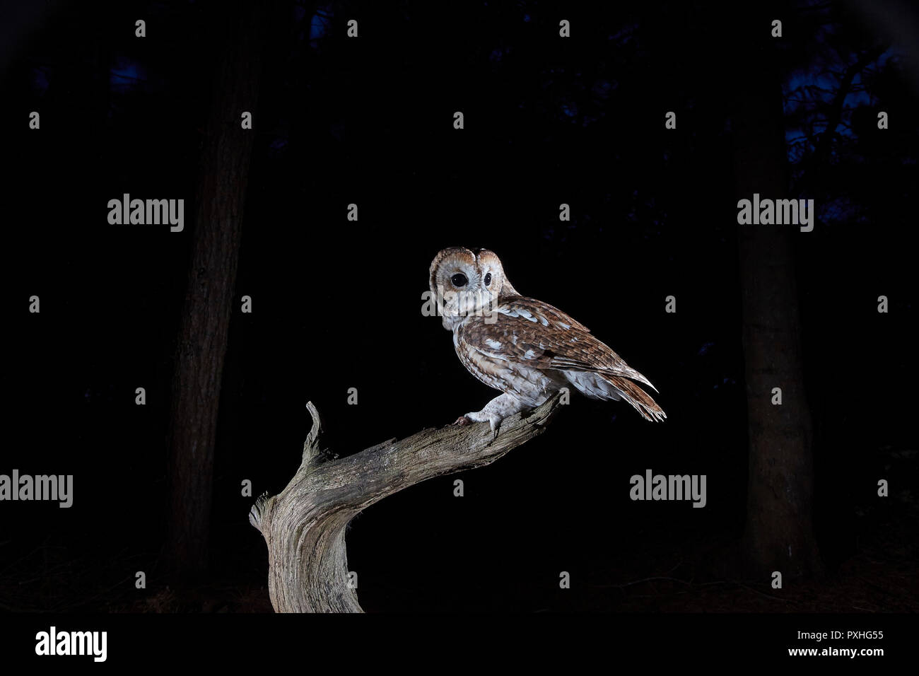 Allocco Strix aluco, su un antico ramo vicino al bordo di un legno, photograhed utilizzando una reflex fotocamera remota trappola e flash, East Yorkshire, Regno Unito. Foto Stock