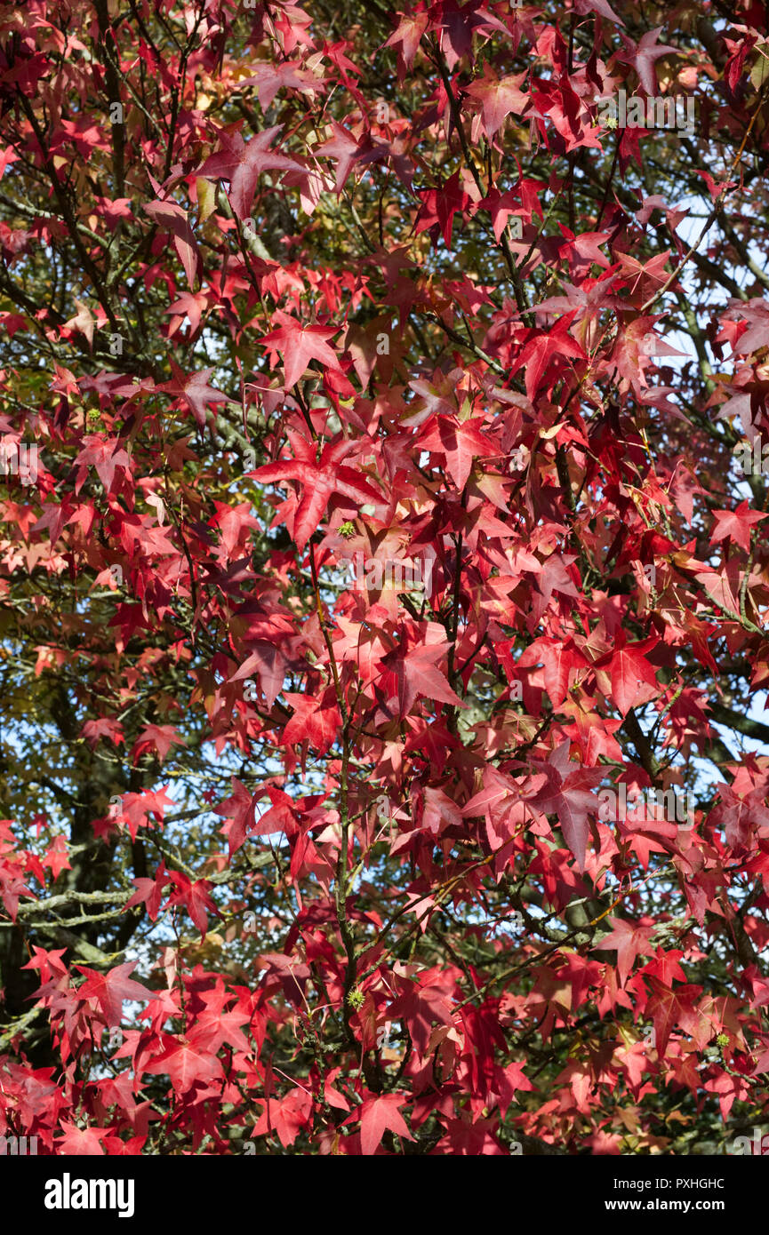 Liquidambar styraciflua 'Lane Roberts' le foglie in autunno. Foto Stock