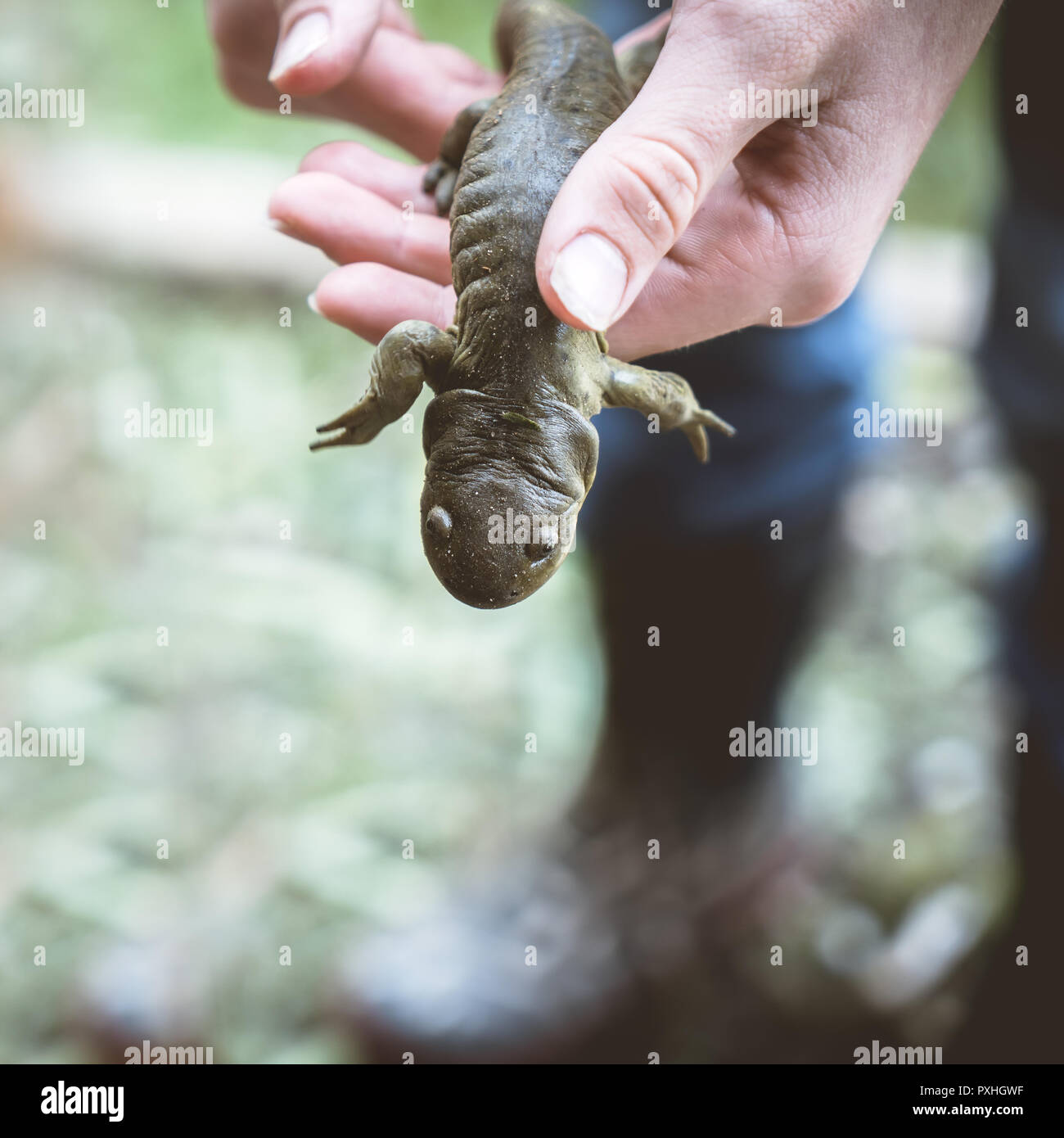 Giovane Azienda una salamandra più grande. Foto Stock