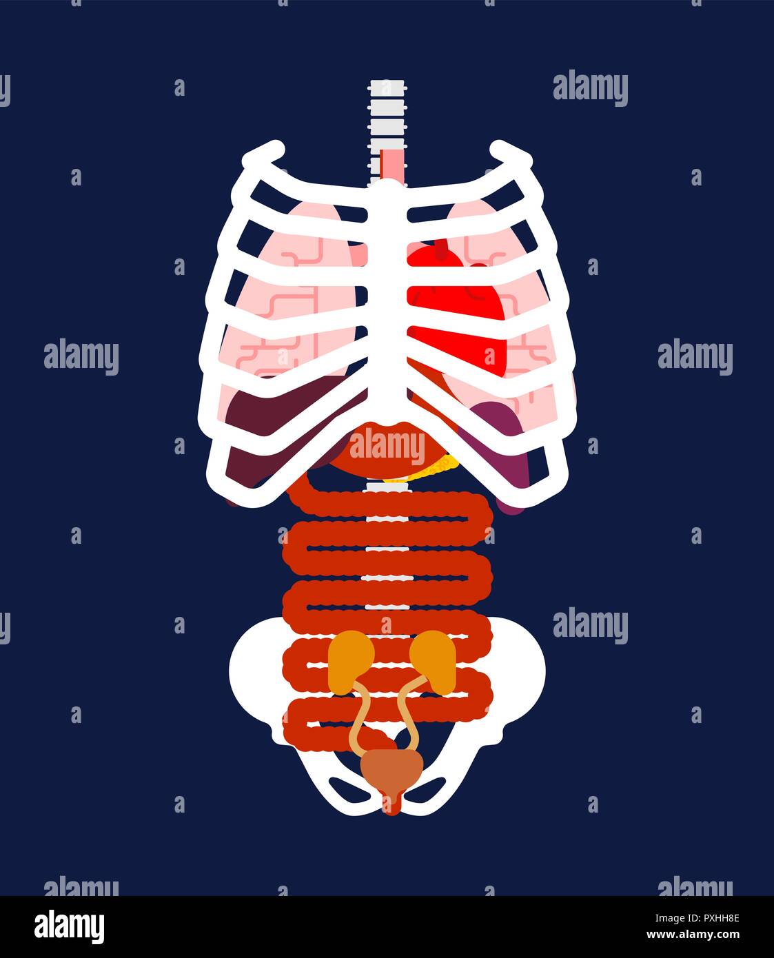 Gabbia toracica e gli organi interni. Anatomia umana. Sistemi del corpo uomo e organi. Medical Systems. Polmoni e cuore. Fegato e stomaco. illustrazione vettoriale Illustrazione Vettoriale