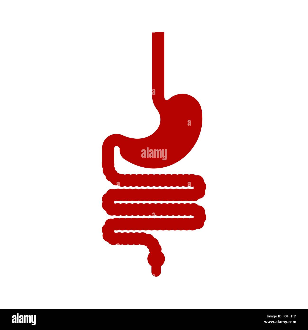 Stomaco e dell'esofago e del retto anatomia umana. Tratto gastrointestinale degli organi interni. L'esofago Illustrazione Vettoriale