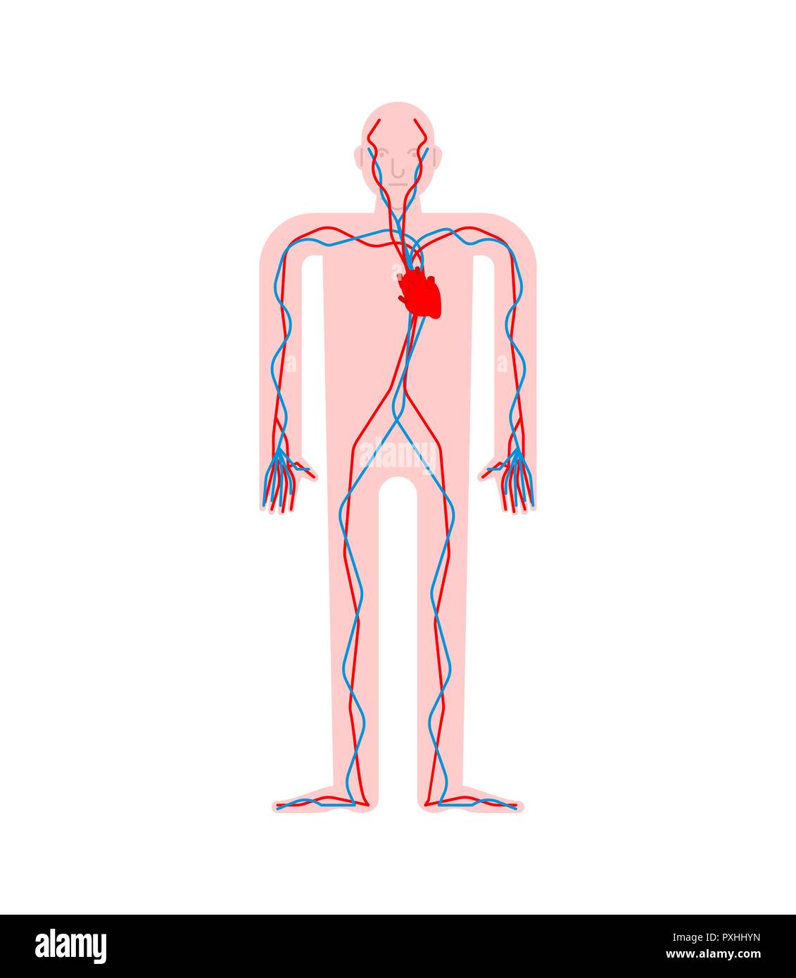 Il sistema circolatorio. Il cuore e i vasi sanguigni. L'aorta e l'arteria anatomia umana. Gli organi interni. Sistemi del corpo uomo e organi. illustrazione vettoriale Illustrazione Vettoriale