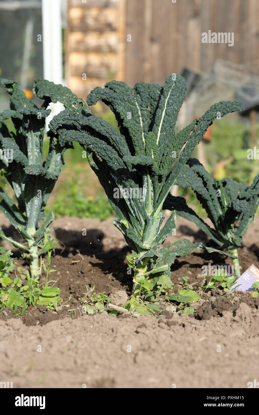 Cavolo che cresce in autunno sole su un vegetale riparto garden - Ottobre REGNO UNITO Foto Stock