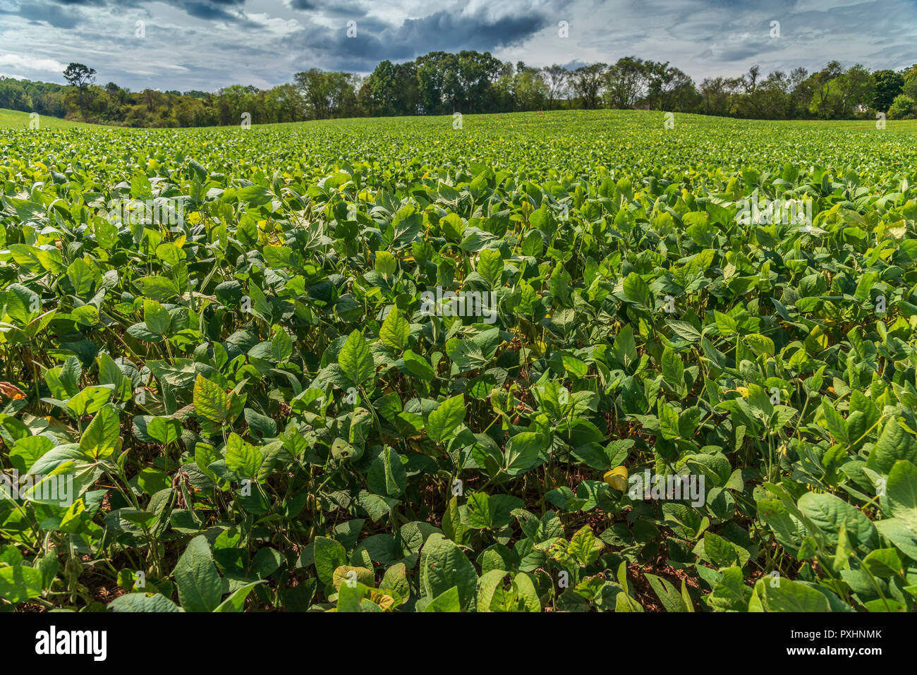 Inquadratura orizzontale di un campo di piante di soia vicino al tempo del raccolto. Foto Stock