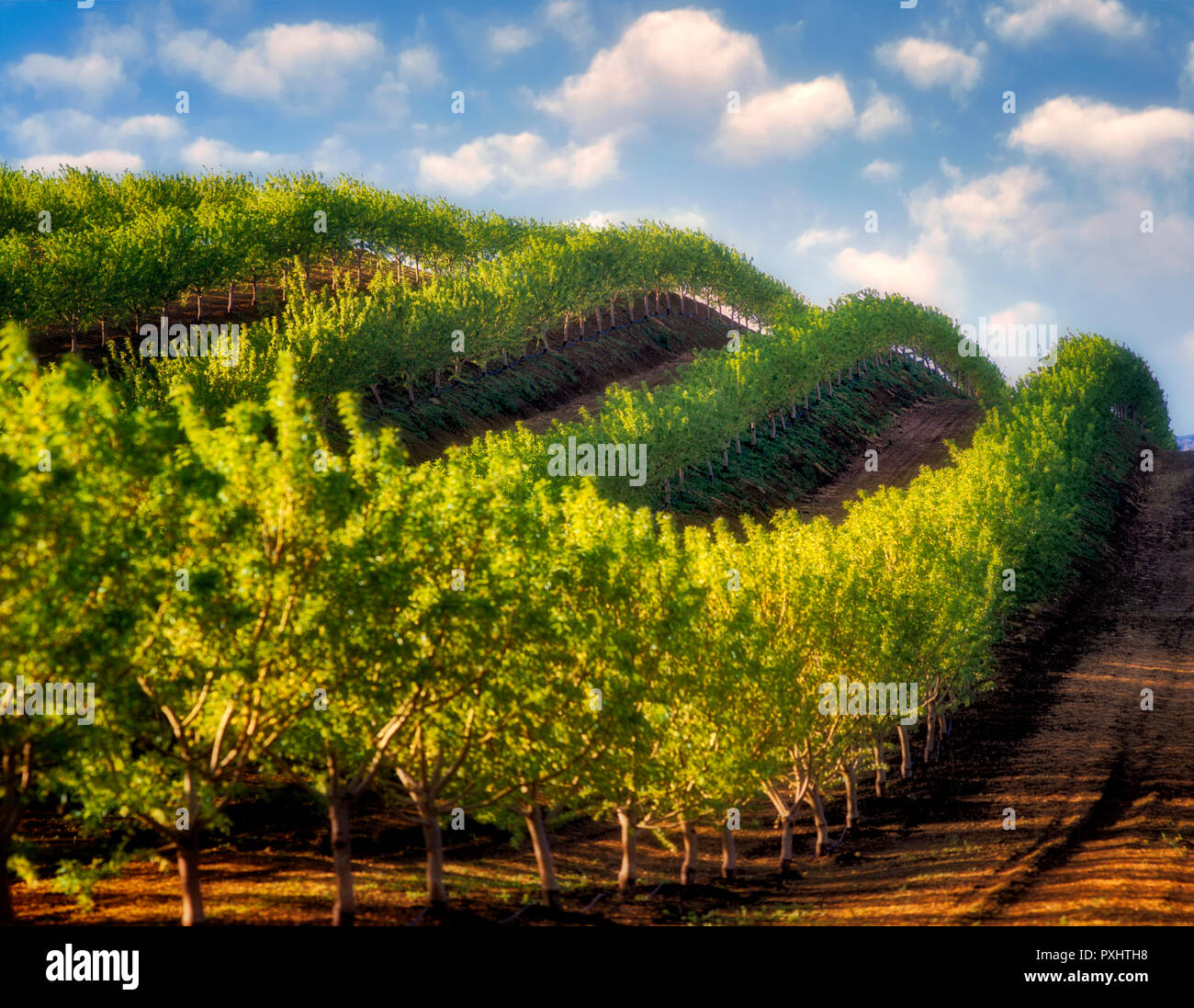 Alberi da frutto, (mandorla) in righe oltre la collina. Vicino a Williams, California Foto Stock