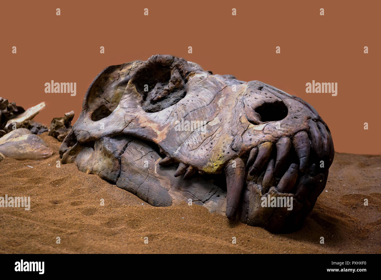 Cranio di dinosauro con uno sfondo morbido Foto Stock