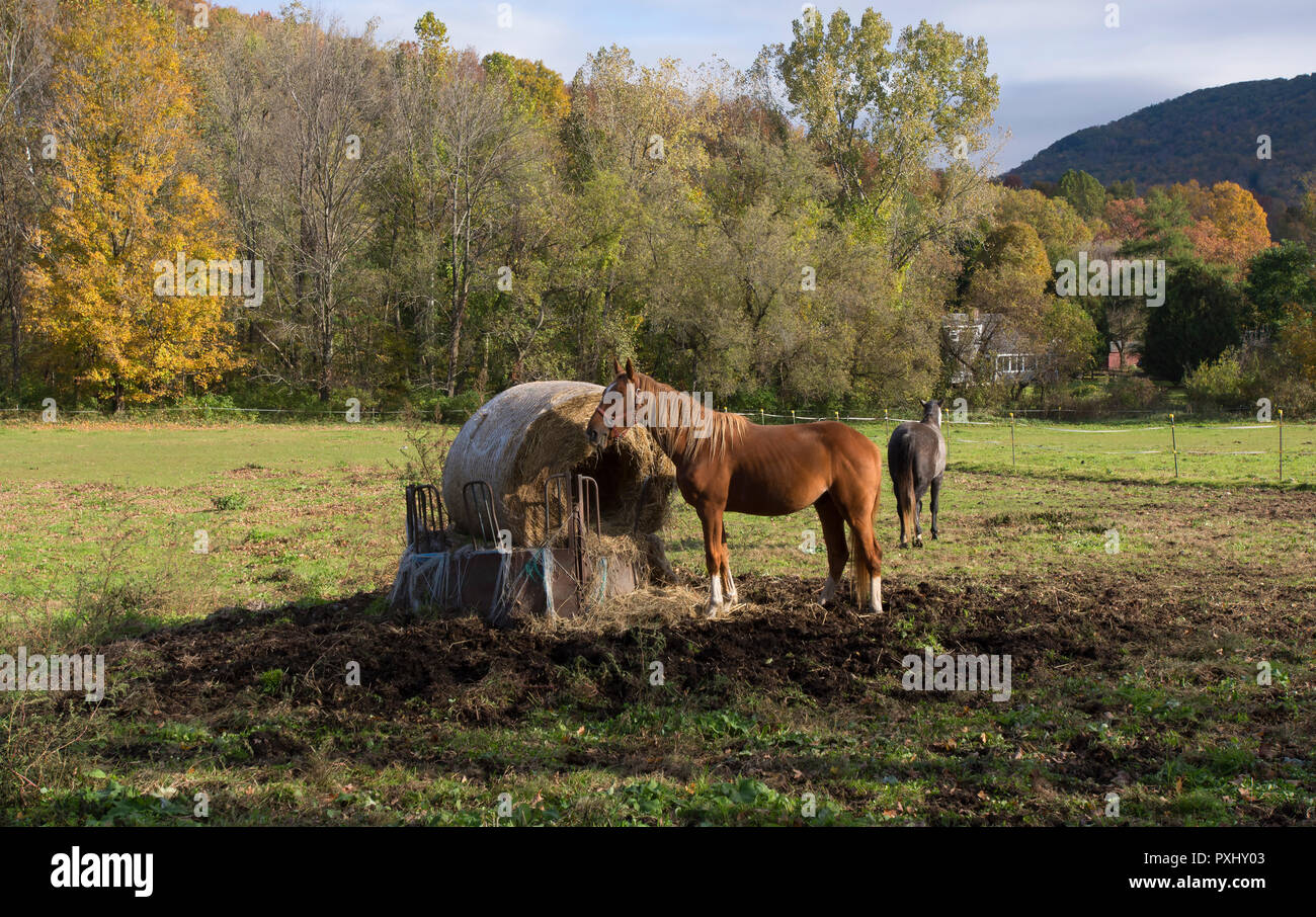 Un cavallo di avanzamento sul fieno in West Arlington, Vermont, USA Foto Stock
