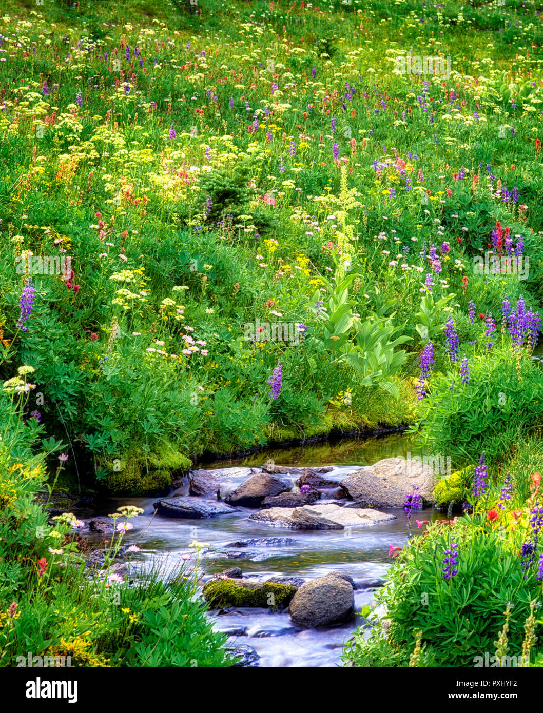 Flusso in Bird Creek Prati. Washington Foto Stock