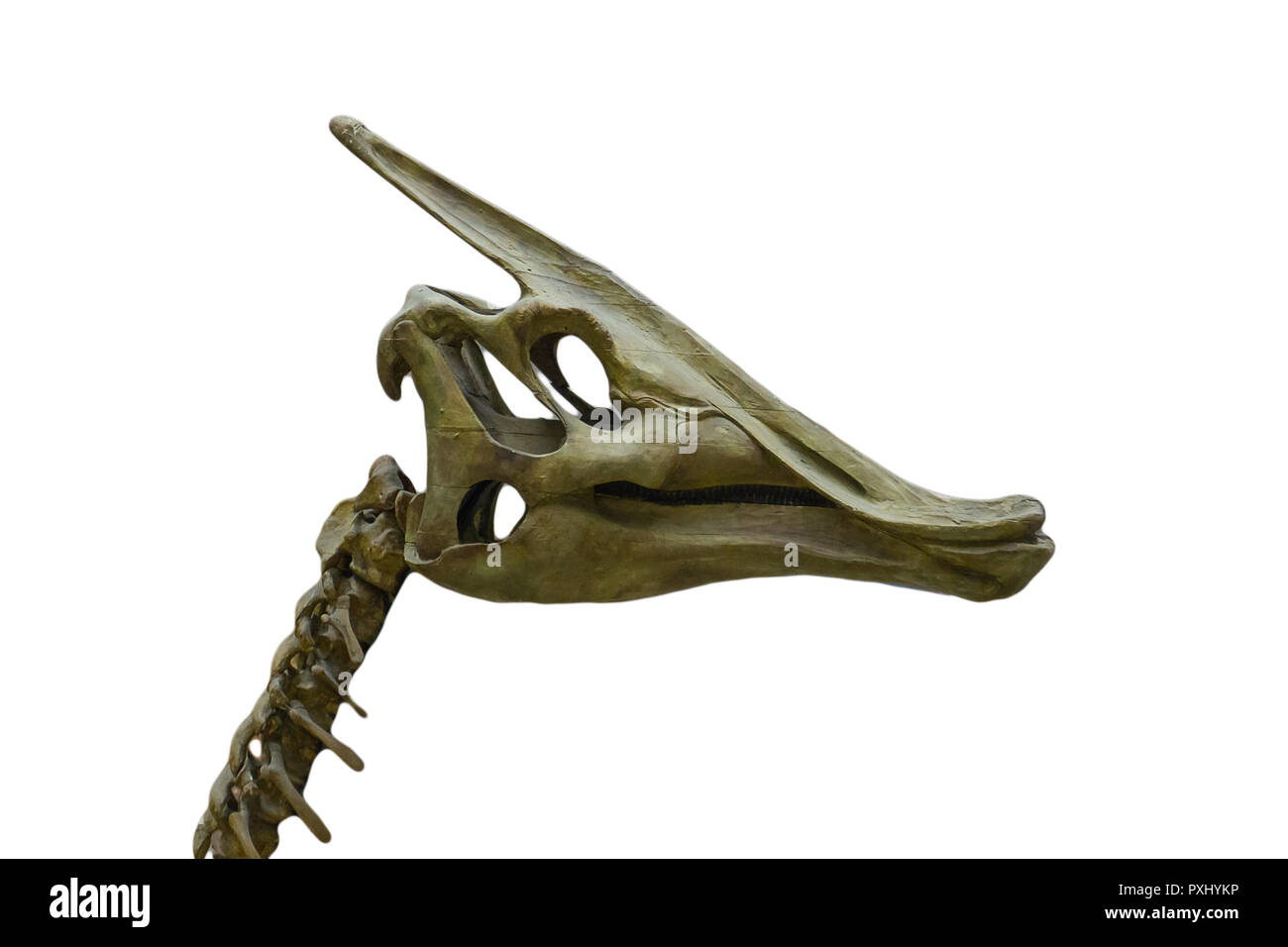 Parasaurolophus cranio, lungo collo cranio di dinosauro su sfondo bianco, fossile Foto Stock