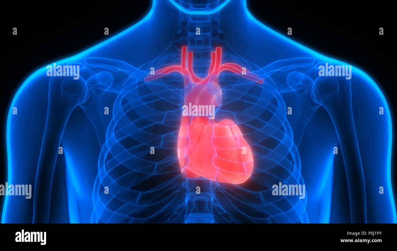 Cuore umano anatomia Foto Stock