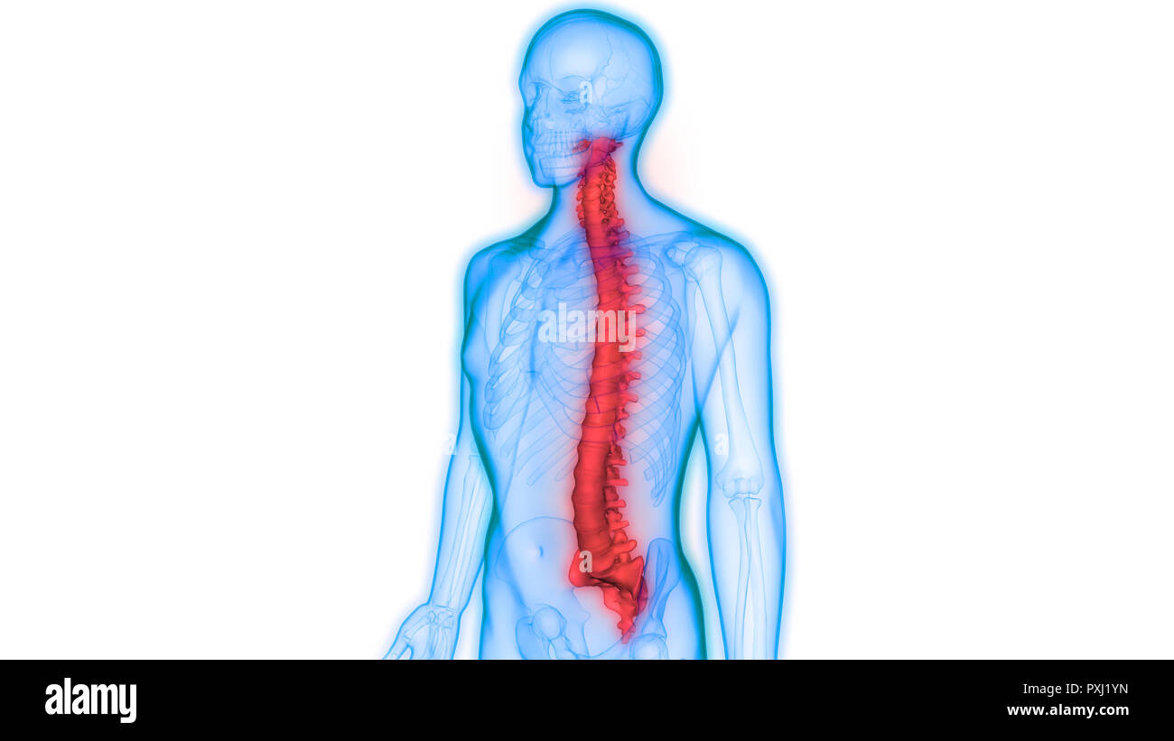 Scheletro umano del sistema colonna vertebrale anatomia Foto Stock