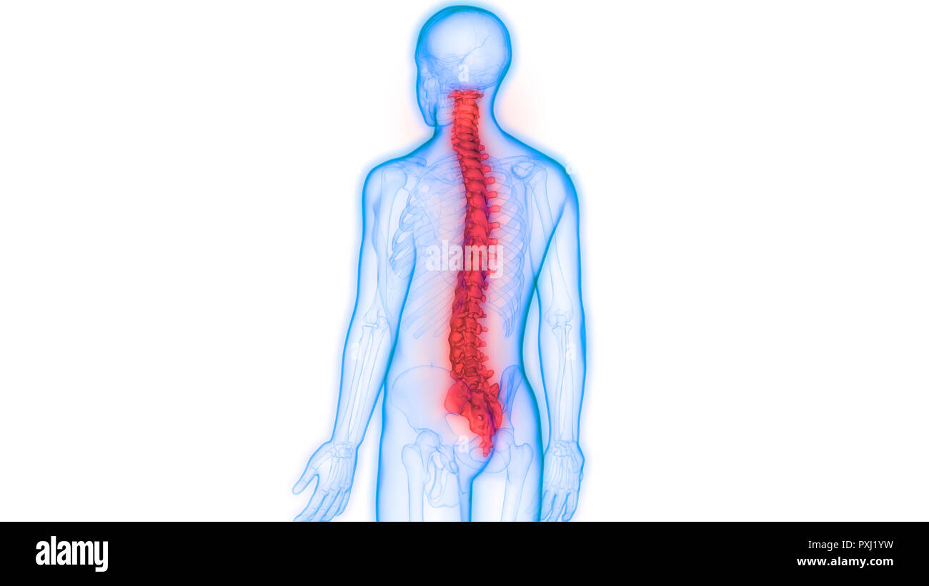 Scheletro umano del sistema colonna vertebrale anatomia Foto Stock