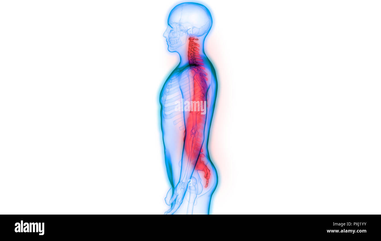 Scheletro umano del sistema colonna vertebrale anatomia Foto Stock