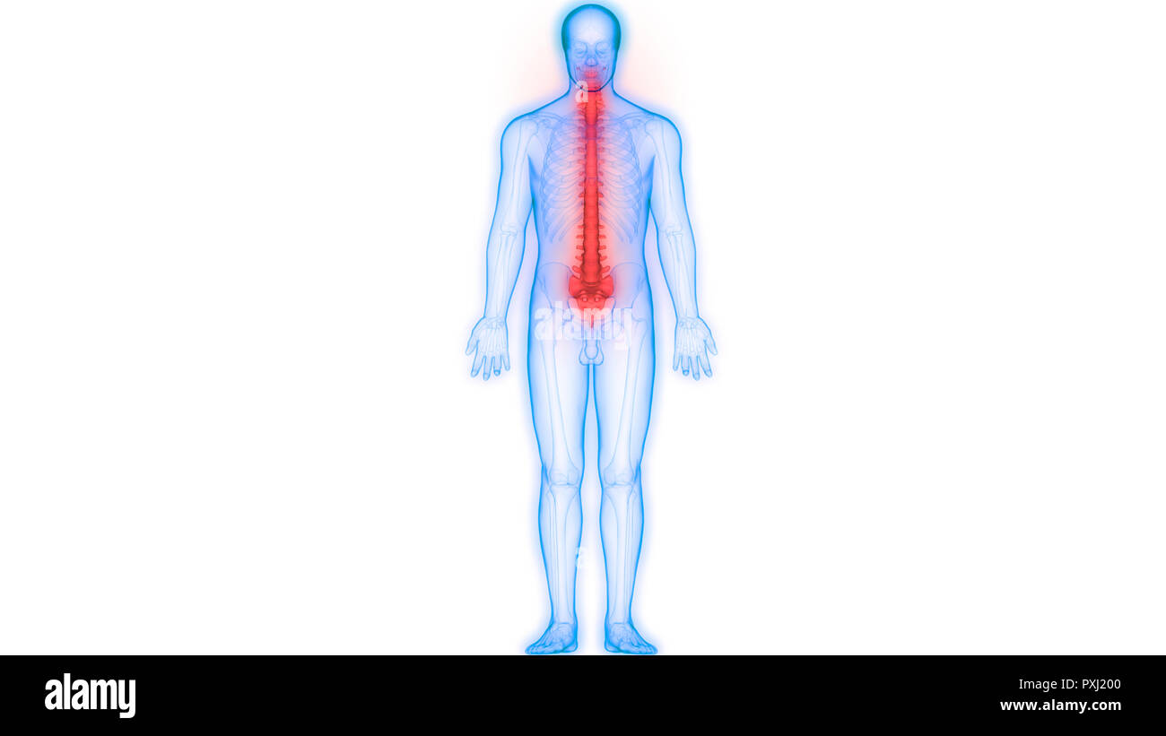Scheletro umano del sistema colonna vertebrale anatomia Foto Stock